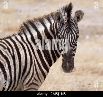 Zebre nel Parco Nazionale di Etosha Foto Stock