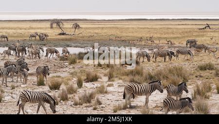 Zebre nel Parco Nazionale di Etosha Foto Stock