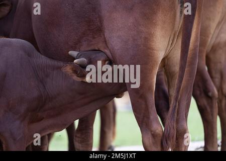 Polpaccio, bos primigenius taurus, madre Watussi e vitello Foto Stock