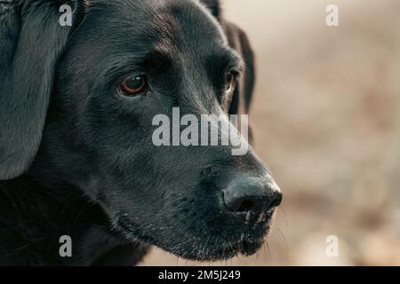 Colpo di testa di labrador Retriever nero Foto Stock