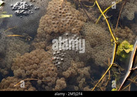 frogspawn in un grappolo, primo piano in uno stagno Foto Stock