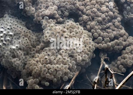 frogspawn in un grappolo, primo piano in uno stagno Foto Stock