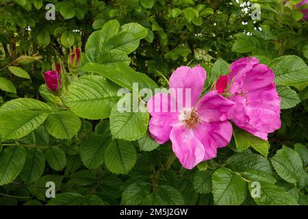 Due grandi fiori rosa sul cespuglio di una rosa selvatica Foto Stock