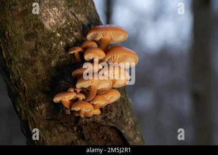 Funghi commestibili Flammulina vellutipes sui tre. Conosciuto come gambo di velluto, piede di velluto o fungo di Enoki. Gruppo di funghi d'arancio selvatici. Foto Stock
