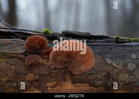 Auricularia auricula-judae funghi commestibili sul legno. Nota come orecchio di gelatina. Funghi castani selvatici nella foresta delle pianure alluvionali. Foto Stock