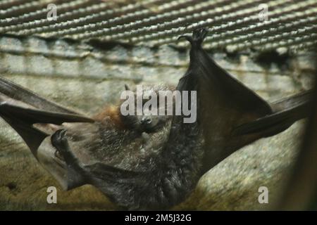 Un pipistrello di frutta o un Megafroptera (Pteropodidae) che riposa in una gabbia dello zoo sullo sfondo sfocato Foto Stock