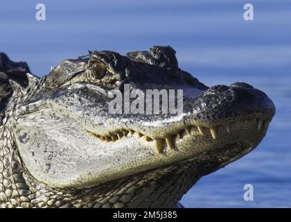 Primo piano della testa degli alligatori americani che mostra un occhio e una fila di denti affilati e potenti con uno sfondo di acqua blu in Louisiana Foto Stock