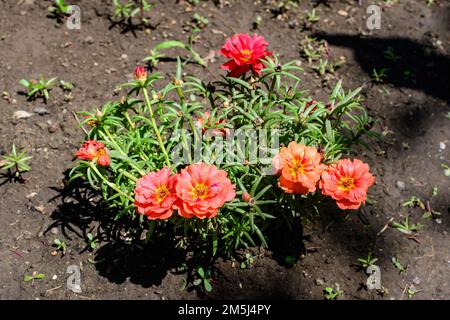 Foglie fresche di verde vivo e fiori d'arancio di piante di grandiflora di Portulaca, comunemente noto come purslane, muschio di rosa, ore undici, messicano, sole o roc Foto Stock