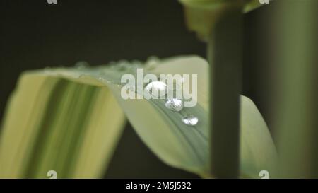 Gocce d'acqua sulla feaf verde Foto Stock