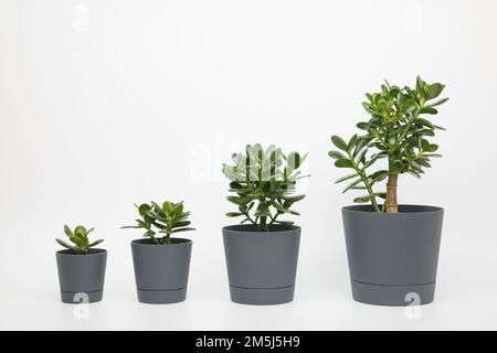 quattro piante diverse dimensioni di crassula ovata o denaro o albero di giada in pentole allineate in ordine ascendente in una fila su uno sfondo bianco Foto Stock