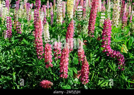 Molti fiori rosa vividi di Lupinus, comunemente noto come lupino o lupino, in piena fioritura e erba verde in un giardino di primavera soleggiato, bella flora all'aperto Foto Stock