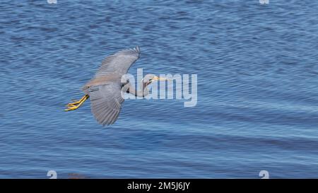 L'Heron tricolore, noto anche come Louisiana Heron in volo, scivola attraverso l'acqua blu di un lago della Florida mostrando grandi gambe gialle con apertura alare e collo curvo Foto Stock