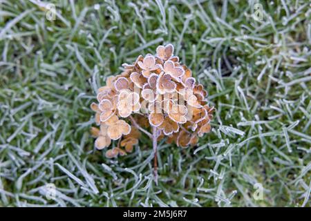 Gelo che copre la testa di fiore marrone morta di una pianta di Hydrangea, come si posa su erba Foto Stock