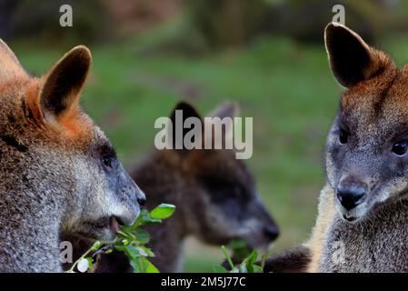 Facce di tre wallaby palude che mangiano alcune foglie di Eucalyptus allo zoo di Rotterdam, Paesi Bassi Foto Stock