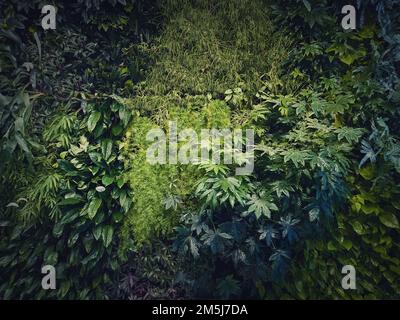 Piante tropicali struttura muro con molte foglie di vegetazione diverse. Verde erbe selvatiche sfondo naturale. Fogliame fresco della giungla Foto Stock