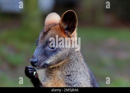 Palude wallaby mangiare alcune foglie di Eucalyptus allo zoo di Rotterdam, Paesi Bassi Foto Stock