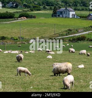 Un gregge di pecore bianche su un prato in una giornata di sole primaverile. Pascolo di un agricoltore nel sud dell'Irlanda. Allevamento di bestiame, paesaggio agricolo. Mandria di Foto Stock