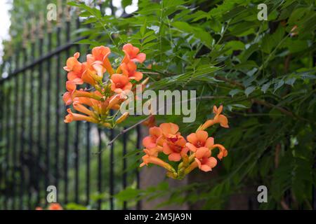 Klettertrompete, wächst an einem Zaun im Siedlungsbereich, Kletter-Trompete, Trompetenblume, Trompeten-Blume, Trompetenwinde, Trompetenwein, Trompeten Foto Stock