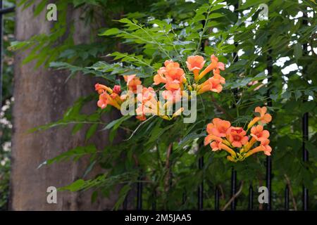 Klettertrompete, wächst an einem Zaun im Siedlungsbereich, Kletter-Trompete, Trompetenblume, Trompeten-Blume, Trompetenwinde, Trompetenwein, Trompeten Foto Stock