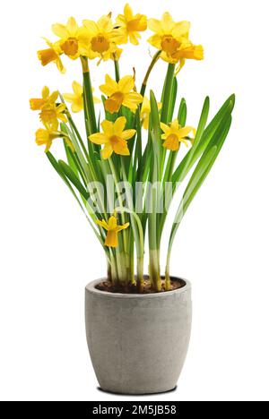 fiori nido pasquale nido daffodils primavera fiori margherite Foto Stock