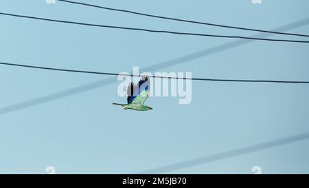 Un rullo blu europeo nel Delta del Danubio Foto Stock