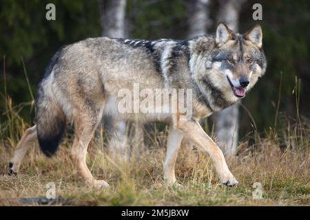 Profilo di grande lupo grigio maschio che cammina su una collina nella foresta Foto Stock