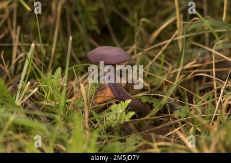 Fungo Ametista Deceiver in una foresta in autunno Foto Stock