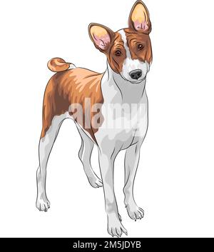 Schizzo di colore del cane razza Basenji Foto Stock