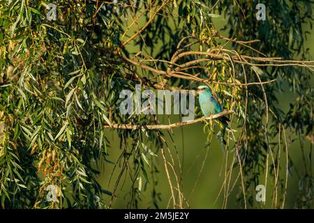 Un rullo blu europeo nel Delta del Danubio Foto Stock