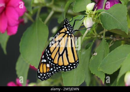 Primo piano, vista laterale, di una Monarch Butterfly aggrappata alle foglie e alle gemme di un impianto Impatien in estate nel Wisconsin, USA Foto Stock