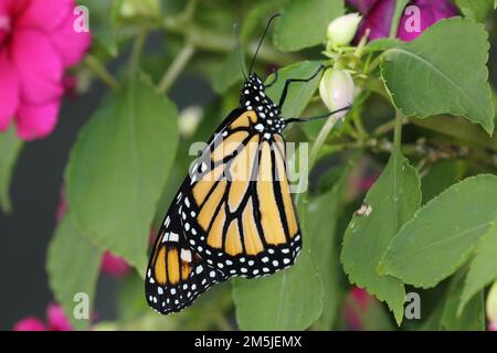 Primo piano, vista laterale, di una Monarch Butterfly aggrappata alle foglie e alle gemme di un impianto Impatien in estate nel Wisconsin, USA Foto Stock