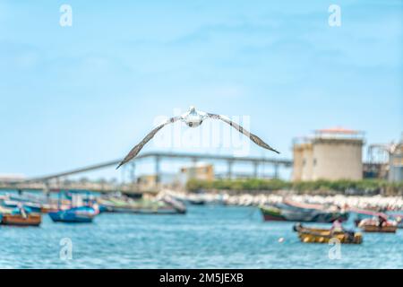 un gabbiano vola sopra l'oceano vicino ad un porto di pesca Foto Stock