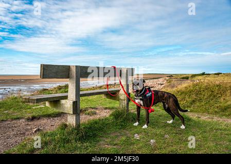 Fai una passeggiata lungo la spiaggia di Crosby per il pugile di famiglia Foto Stock