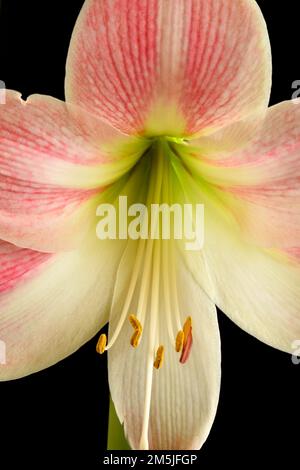 Fiore rosa Amaryllis 'Apple Blossom' su sfondo nero Foto Stock