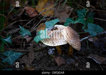 Fungo autunnale Lepiota aspera Foto Stock