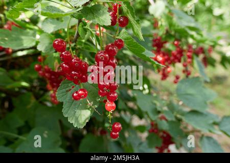 Ribes rubrum ramo con frutta fresca matura Foto Stock