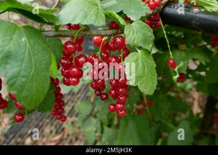 Ribes rubrum ramo con frutta fresca matura Foto Stock