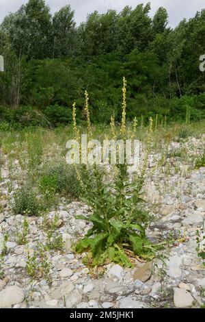 Verbascum thapsus giallo infiorescenza Foto Stock