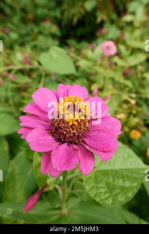 Zinnia elegans fiori colorati Foto Stock