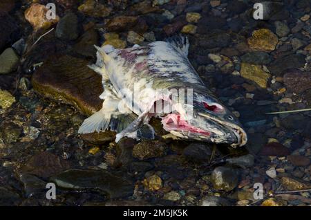 Resti di un salmone chum parzialmente mangiato Oncorhynchus keta. Motosakimui Bashi. Fiume Motosakimui. Shibetsu. Hokkaido. Giappone. Foto Stock