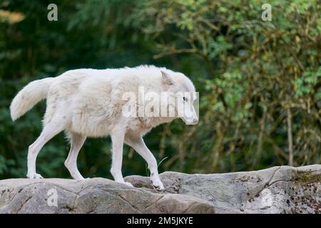 Hudson Bay Wolf, Canis lupus hudsonicus, Hudson Bay Wolf Foto Stock