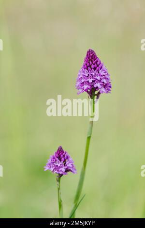 Pyramiden Hundswurz ,Anacamptis pyramidalis,Orchide Foto Stock