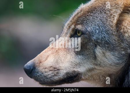 Europaeischer Wolf, Canis lupus, Europeo lupo grigio Foto Stock