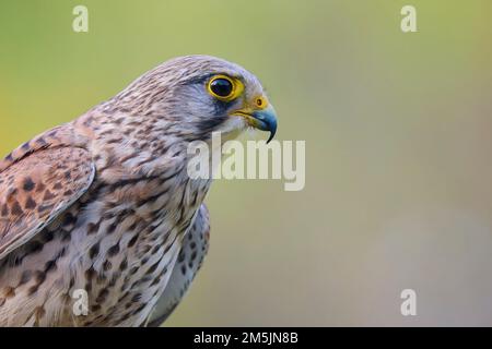 Turmfalke, Falco tinnunculus, comune gheppio Foto Stock