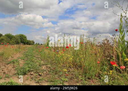 una grande varietà di fiori selvatici colorati come papavero e cornflower in un margine di campo nella campagna olandese in primavera Foto Stock