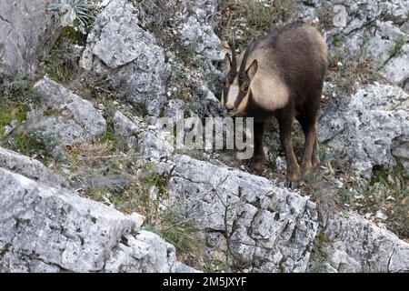 Camosci appenninici nel Parco Nazionale della Majella, Abruzzo, Italia. Foto Stock