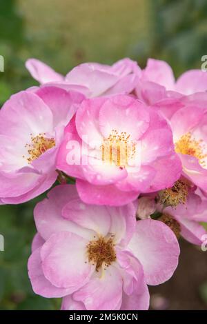 harkness rosa. Rosa con piccoli fiori piatti rosa con bagliore dal tramonto Foto Stock