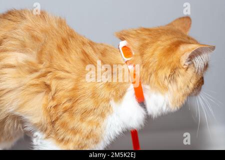 Un gattino di zenzero con un collare di pulce. Prevenzione di malattie parassitarie negli animali. Foto Stock
