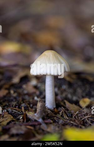 Un primo piano verticale di un fungo giallo da campo, sul terreno umido coperto da foglie, in una foresta Foto Stock