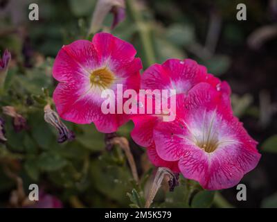 petunie fucsia primo piano nel giardino con fondo verde naturale Foto Stock
